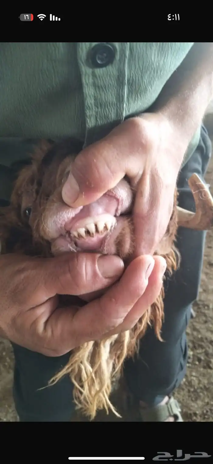 نعيمي سواكني نعيمي كشميري مفروم عجل وغنم 3