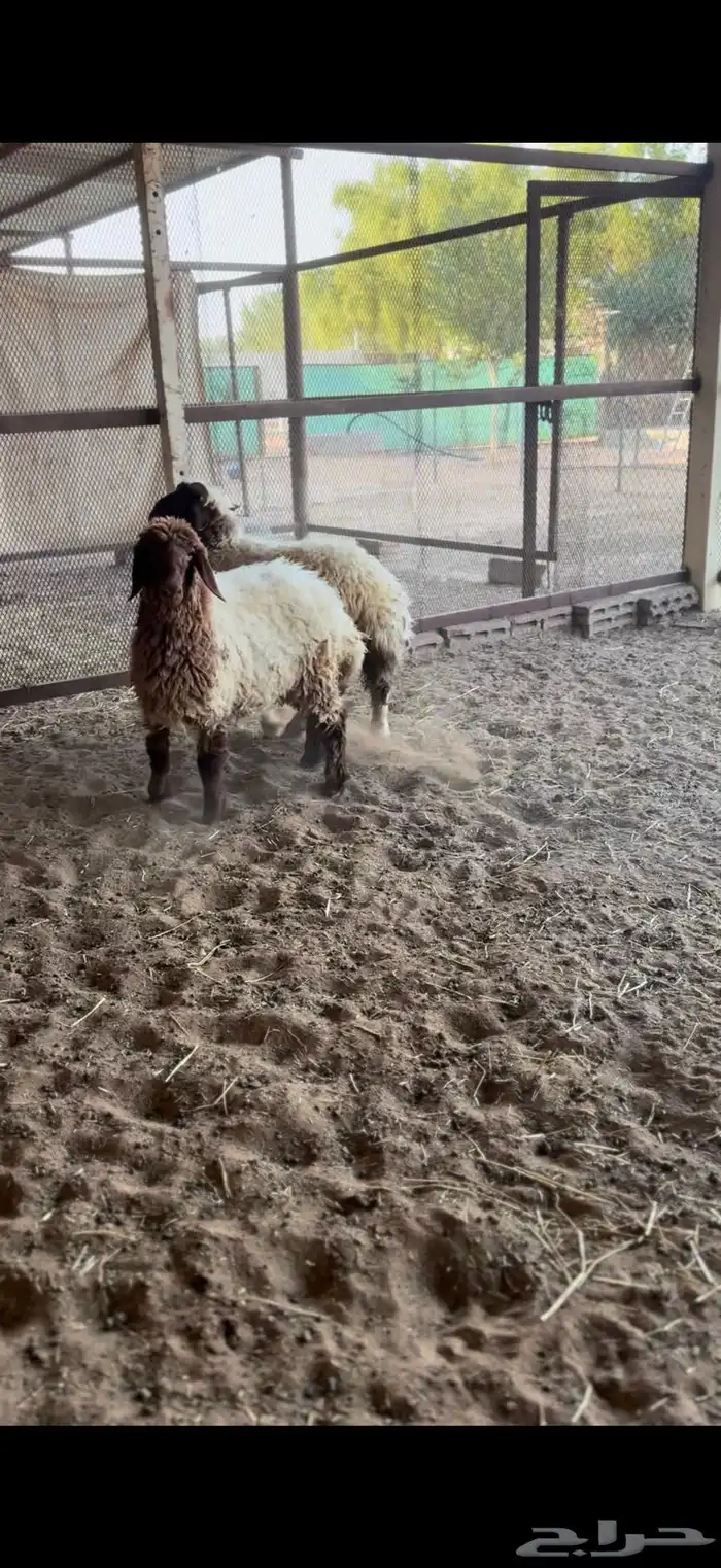 هرافي نعيم 0