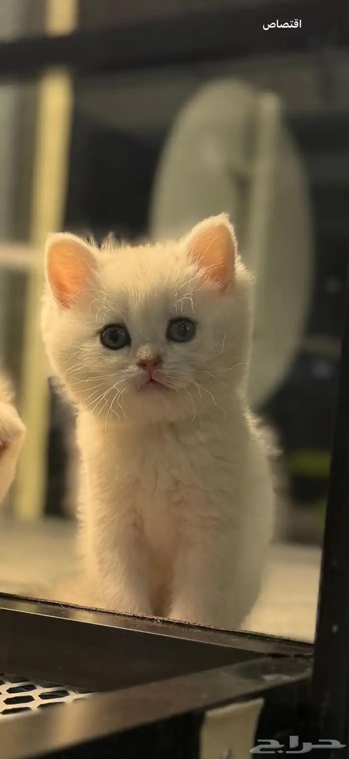 للبيع سكوتش ستريت سلفر درجه اللون na11 0