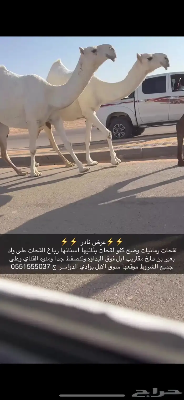 لقحات وضح كفو 0