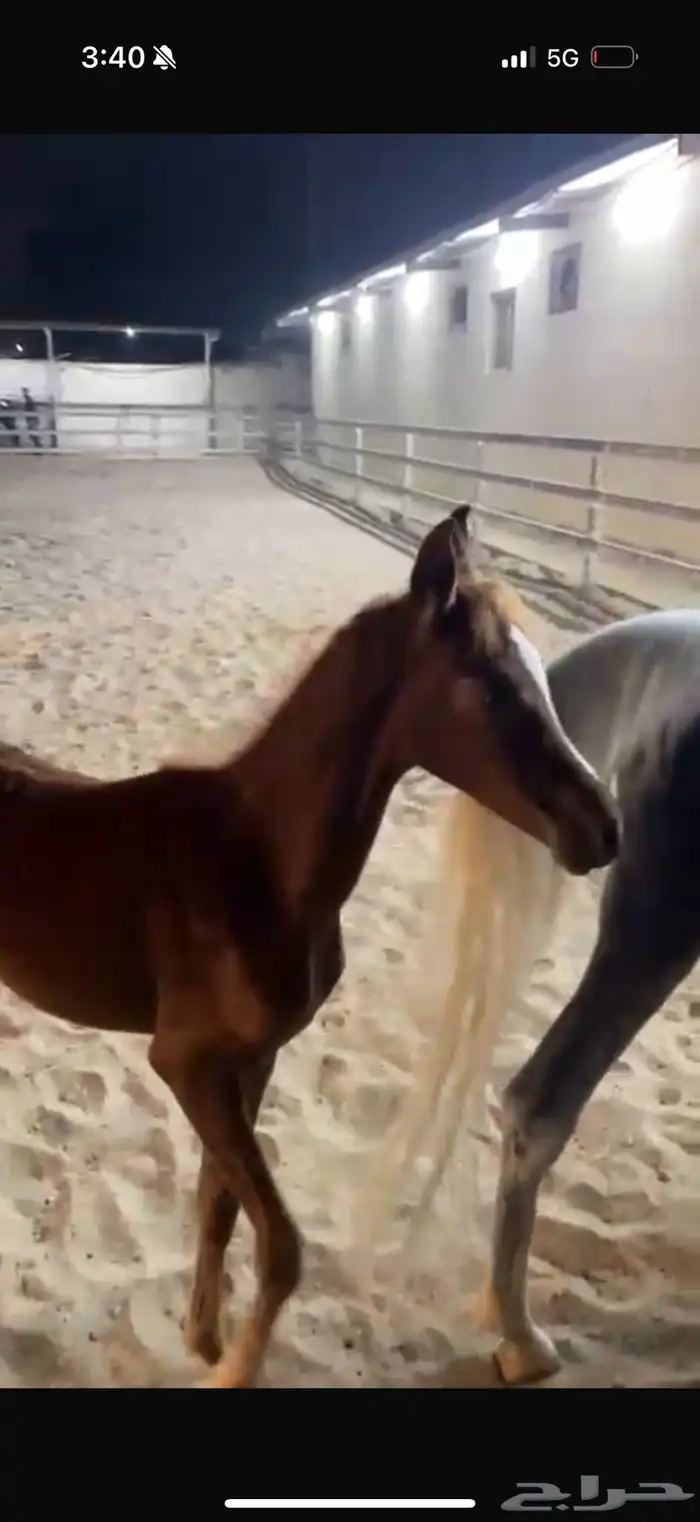 فرس للبيع تحتها مهره 4
