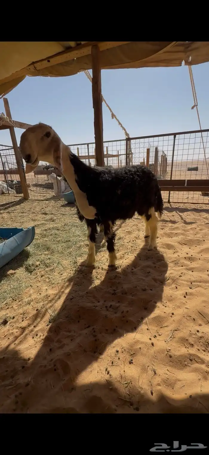 مشروع فحل نجدي 0