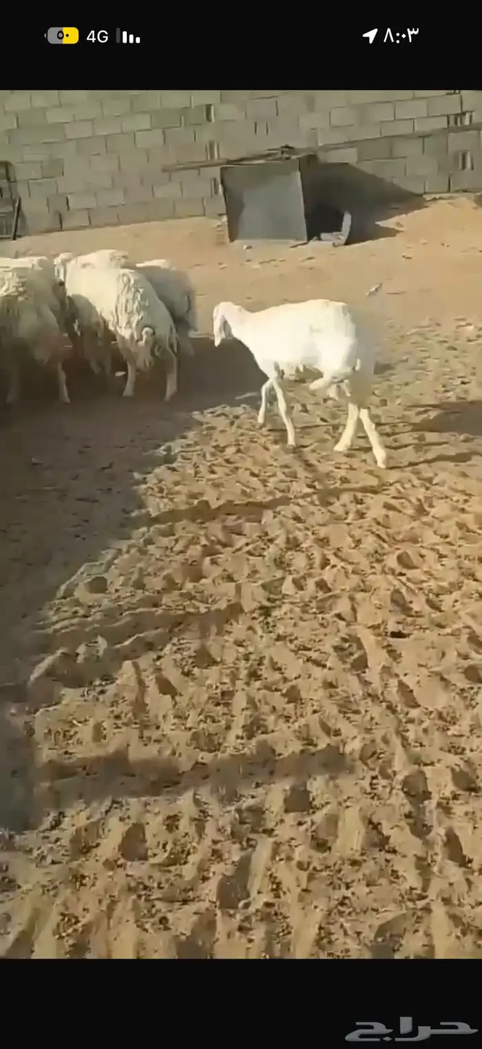 غنم حريات عددها 21 بالفحل فيها دفيع وبعضها توها مقرعه 4