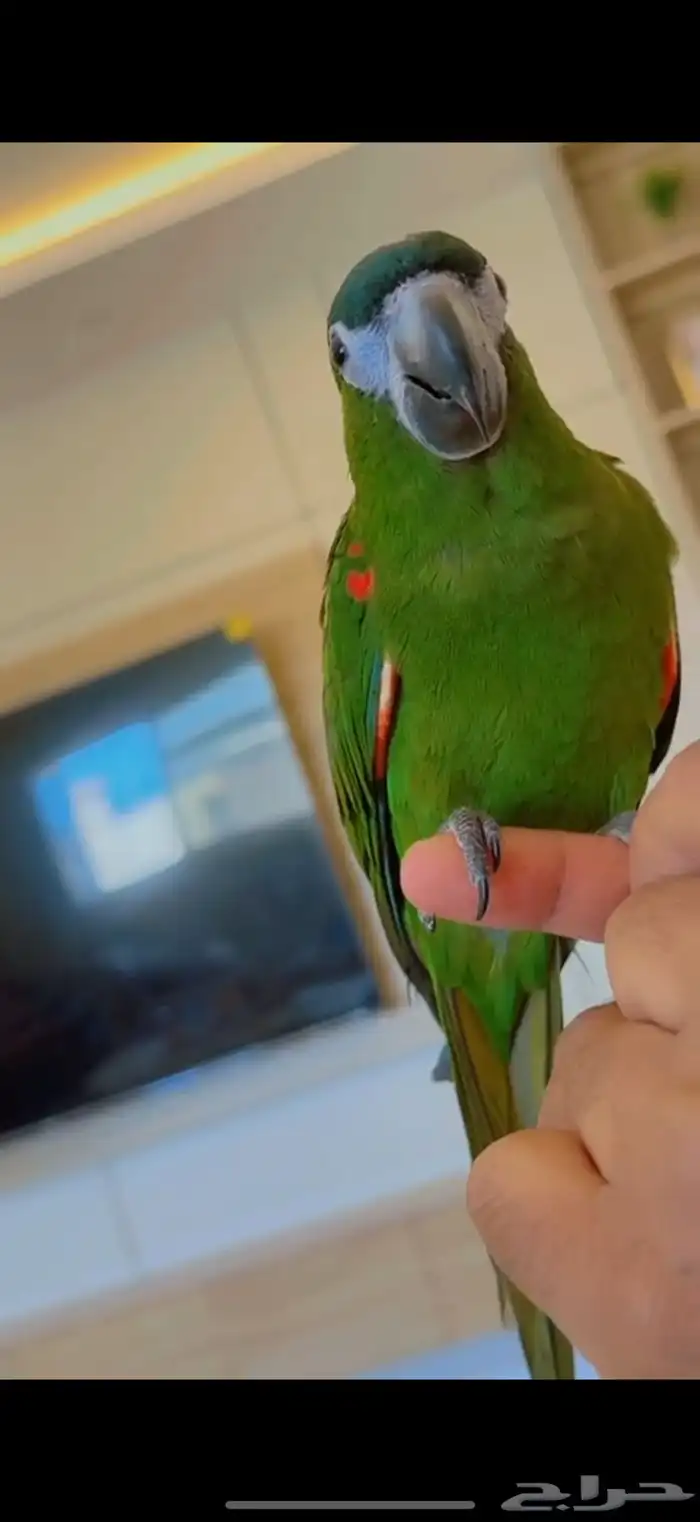 هانز مكاو (ميني مكاو) 1