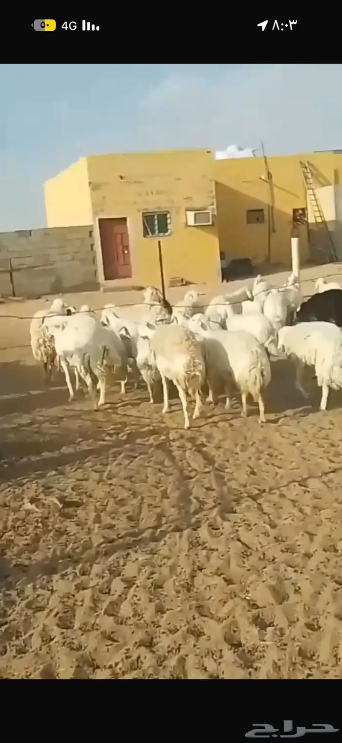 غنم حريات عددها 21 بالفحل فيها دفيع وبعضها توها مقرعه 1