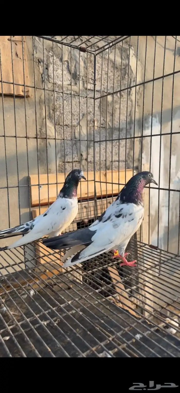 تم البيع زوج تيدي صافي 0