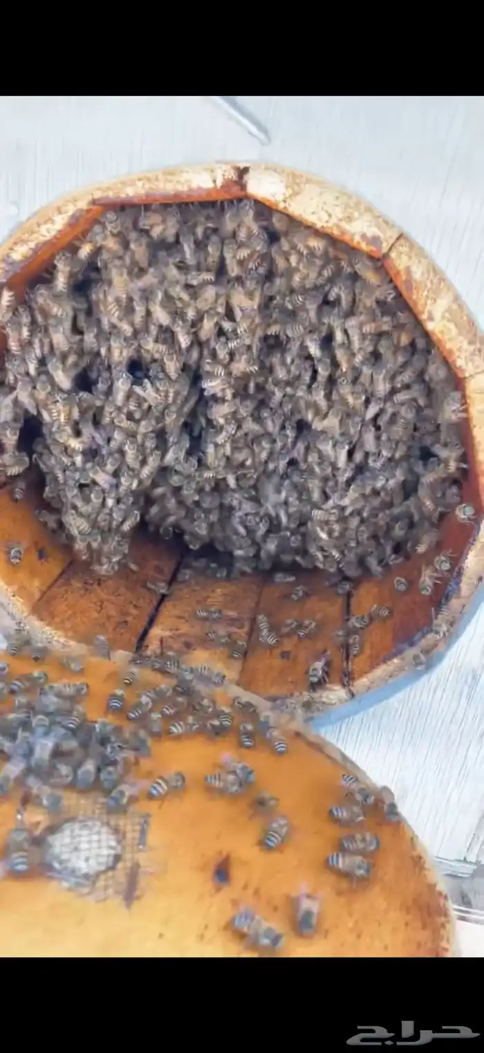 نحل بلدي للبيع 3