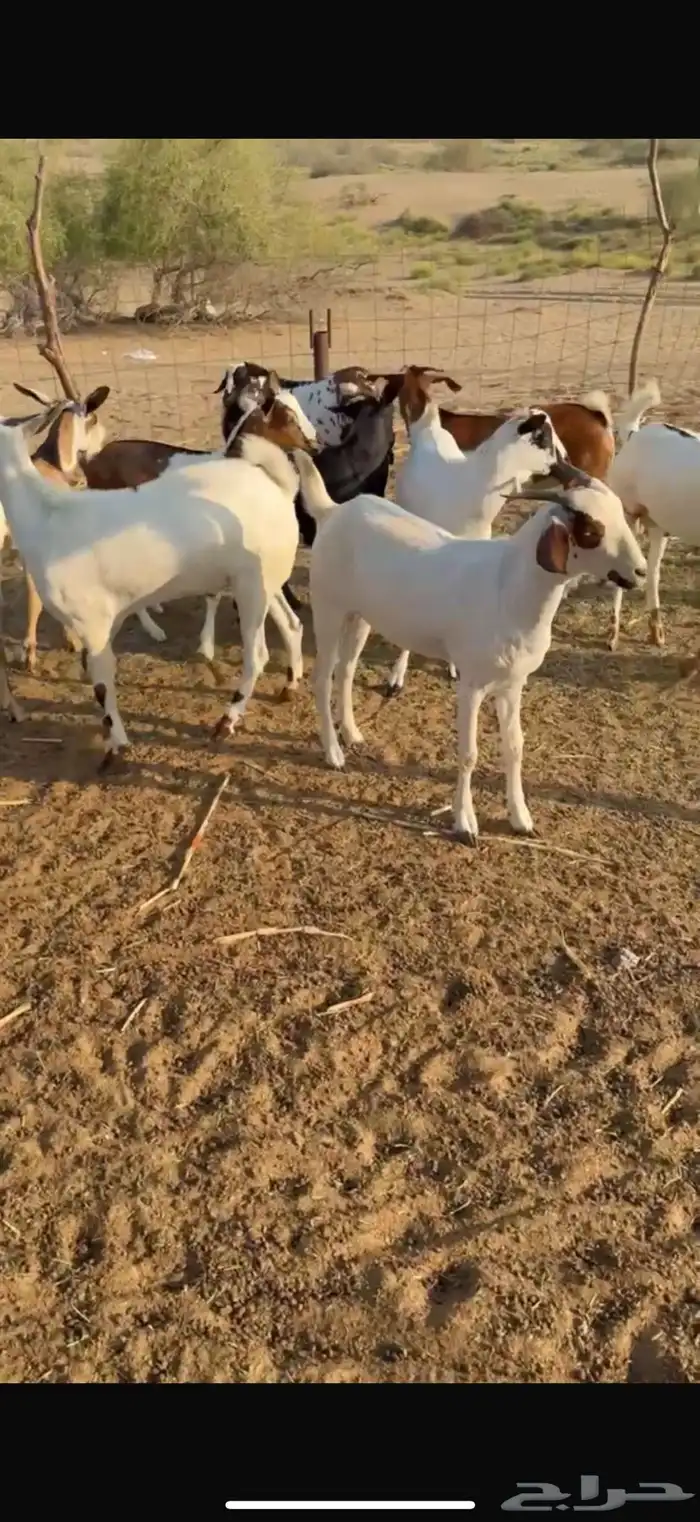 تيوس يمنية تربيه مرابي جذعان كلها طيبه وسمان 2