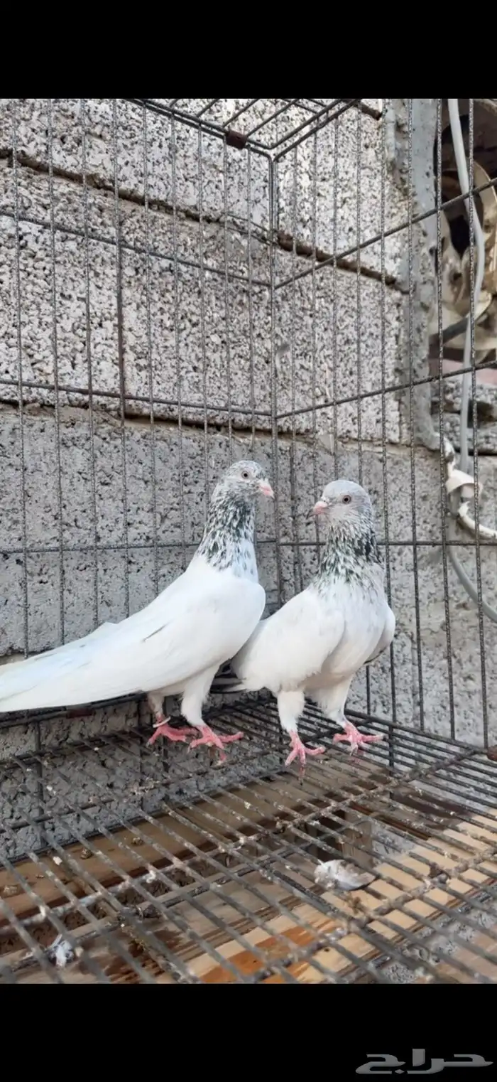 تم البيع زوج قولدن منتج 3