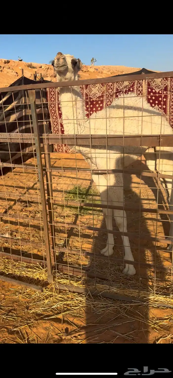 خلفه وضحى حدرها بكره 1