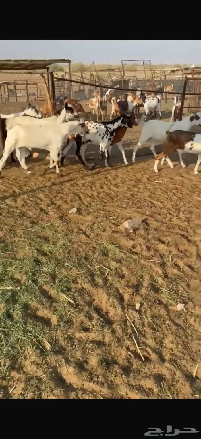 تيوس يمنية تربيه مرابي جذعان كلها طيبه وسمان 0