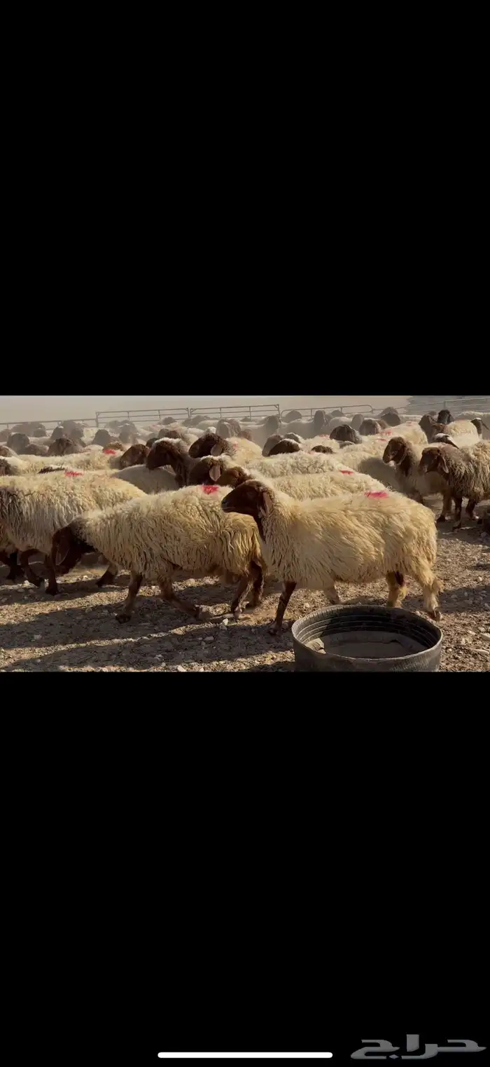 غنم نعيم دفيع شرط 4