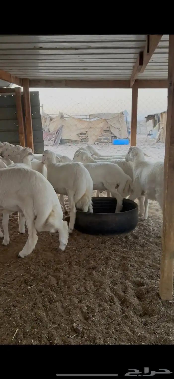 ذبايح ذبيحه زواجات مناسبات يوجد تمارا 1