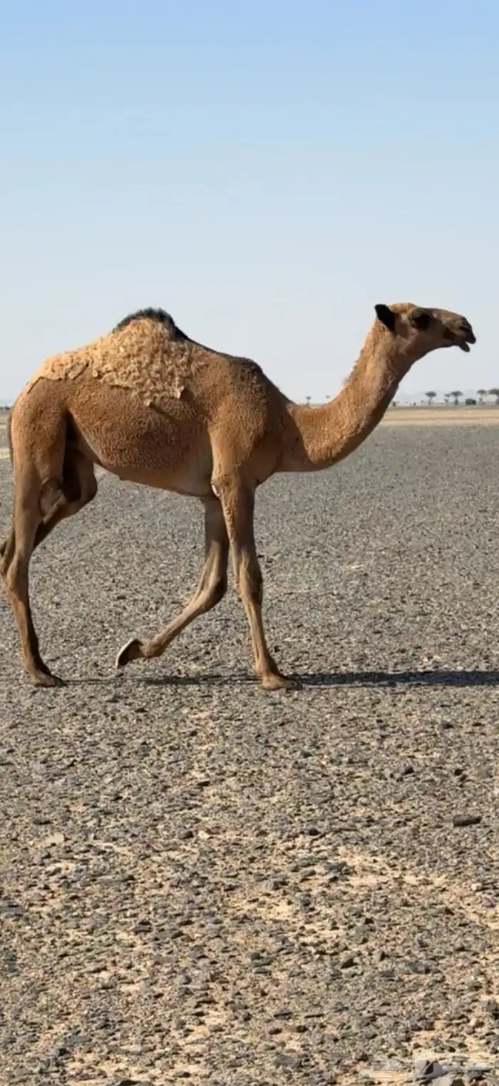 حواره شعلا على طياحان ابن وديد 1