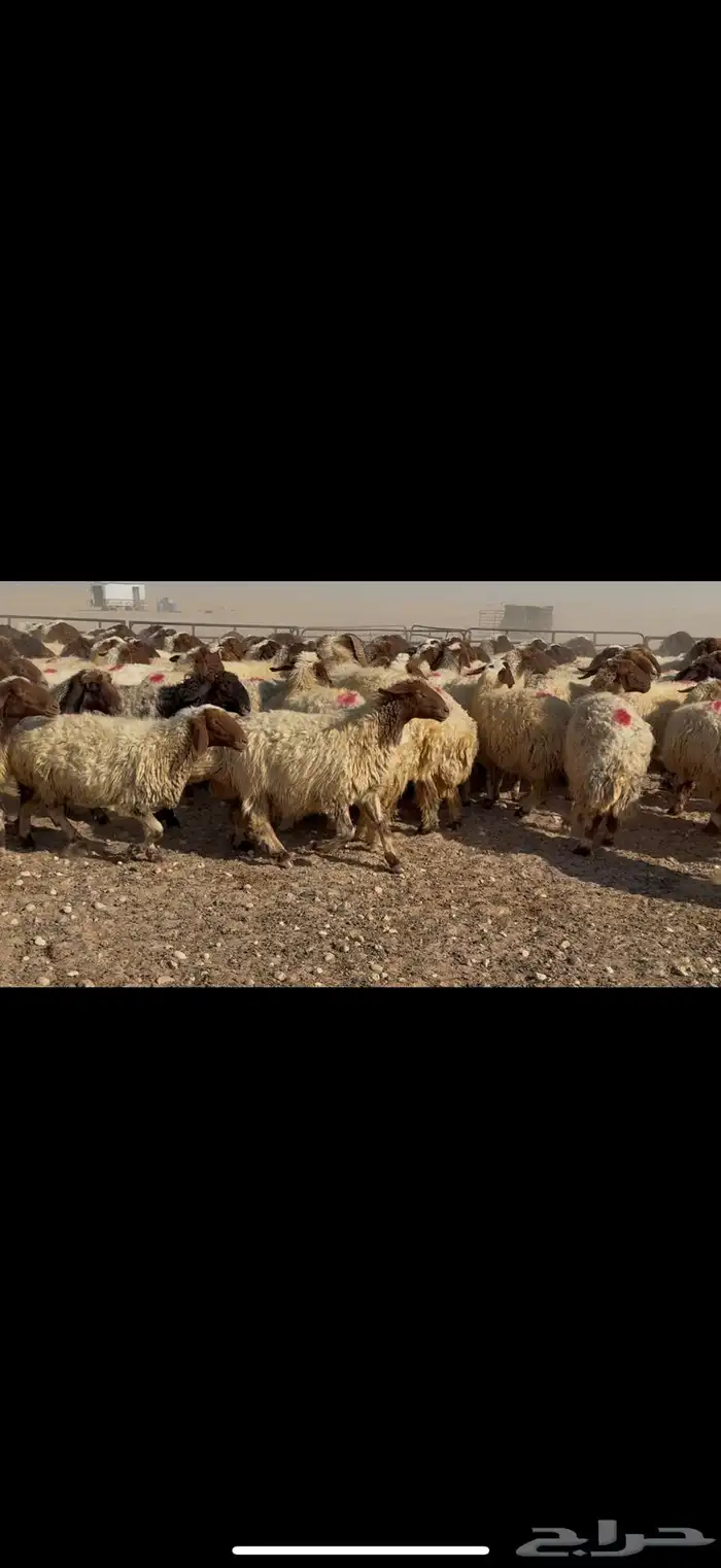 غنم نعيم دفيع شرط 7