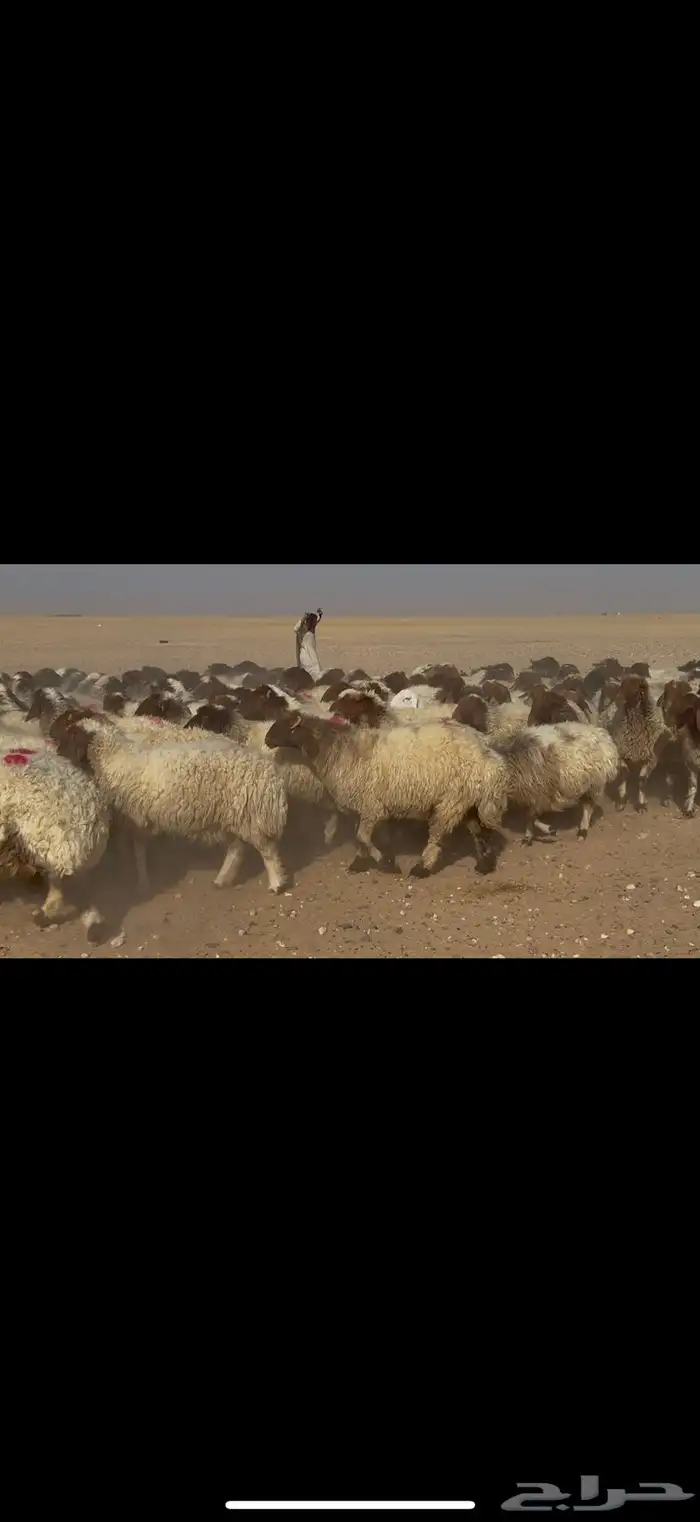 غنم نعيم دفيع 1