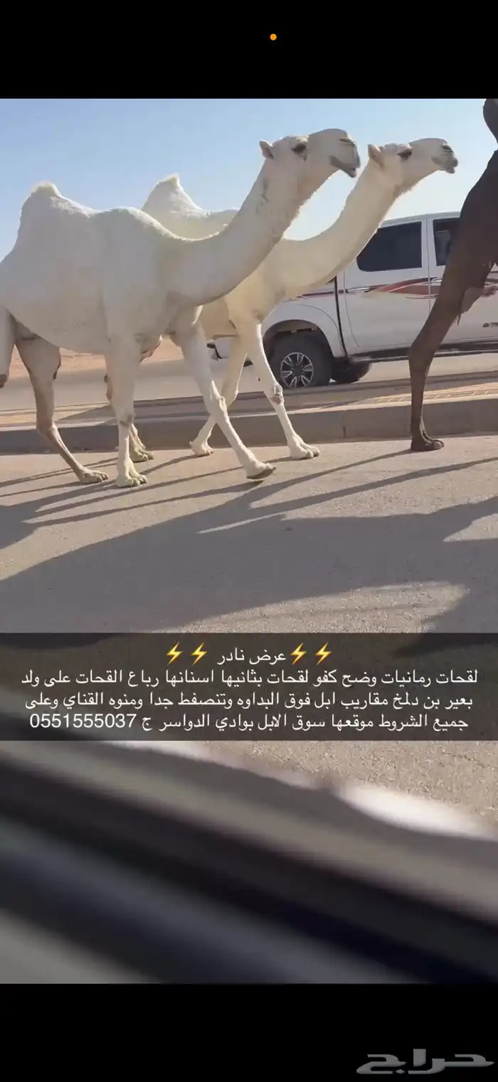 لقحات وضح كفو 4