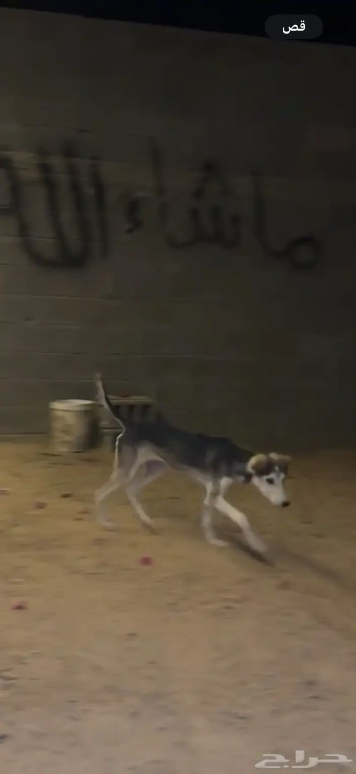 سلقه للبدل 0