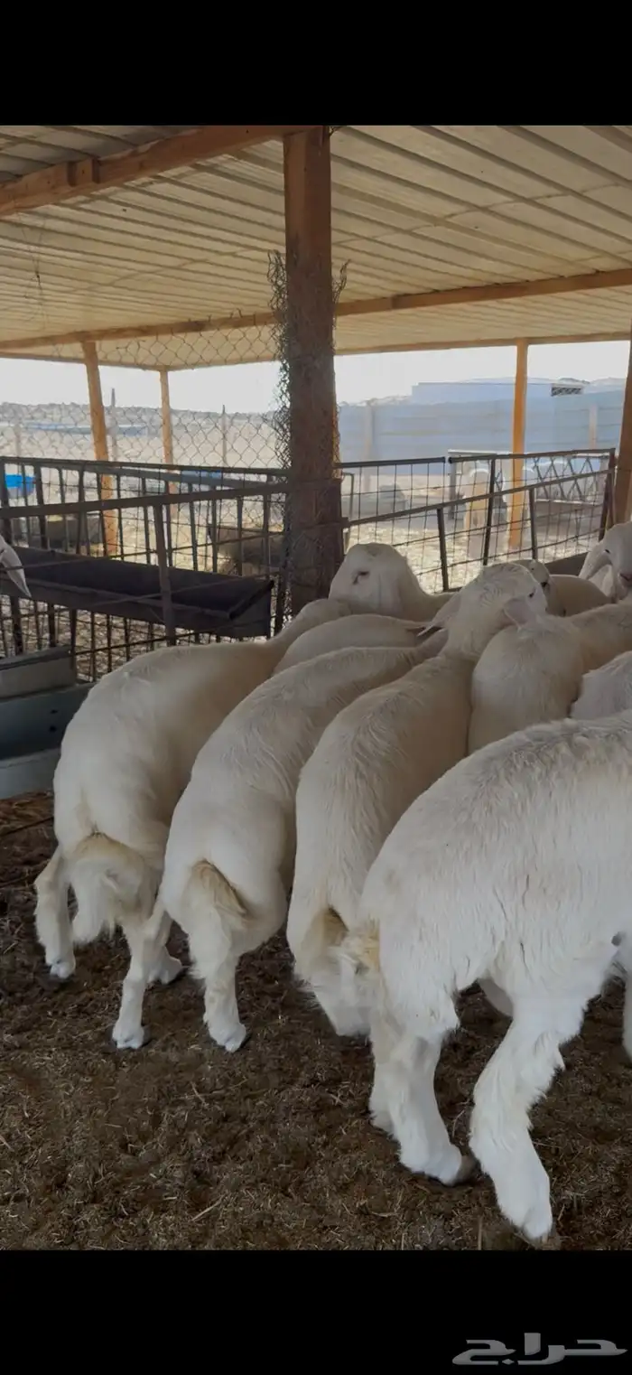 ذبايح ذبيحه زواجات مناسبات يوجد تمارا 2