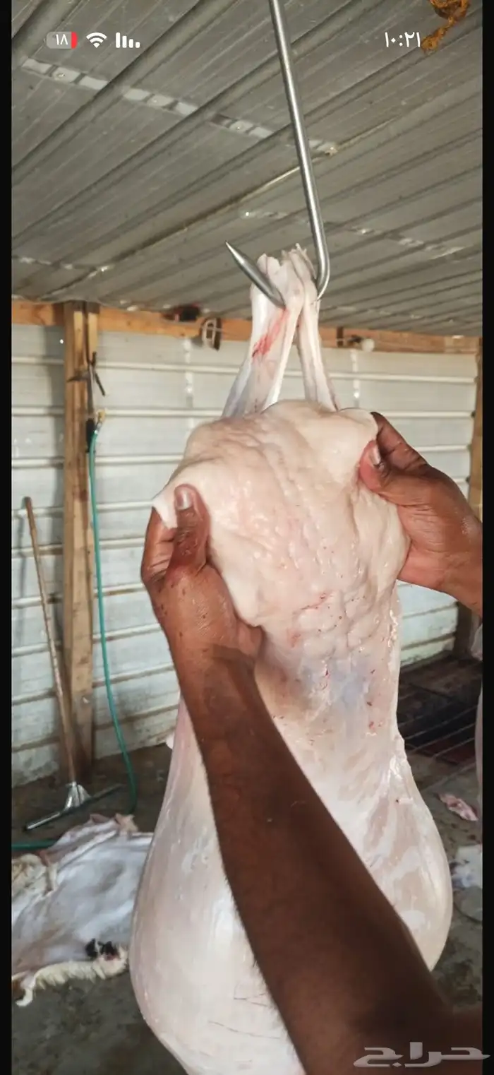 نعيمي سواكني نعيمي كشميري مفروم عجل وغنم 8