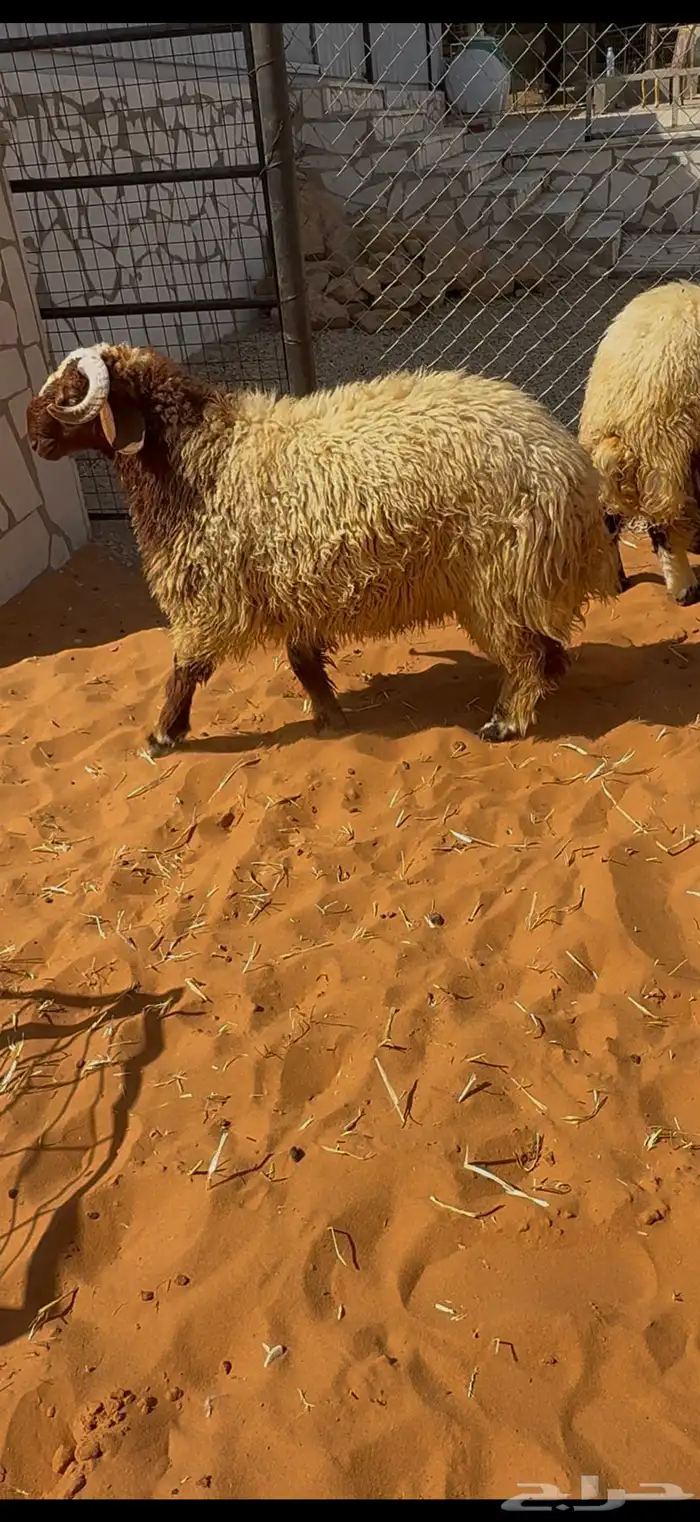 طليان نعيم جذعان بلدي جبرها للمناسبات او الثلاجات 0