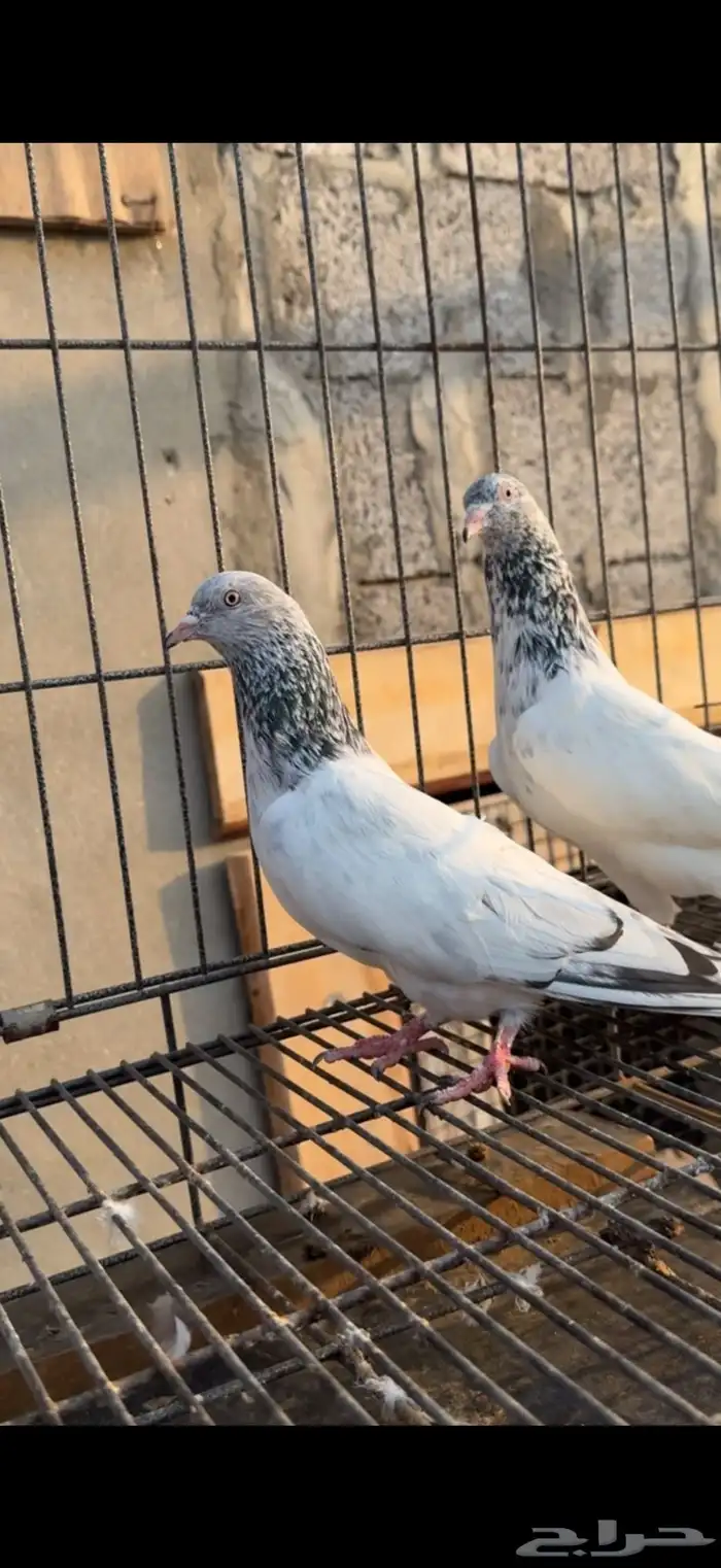 تم البيع زوج قولدن منتج 2