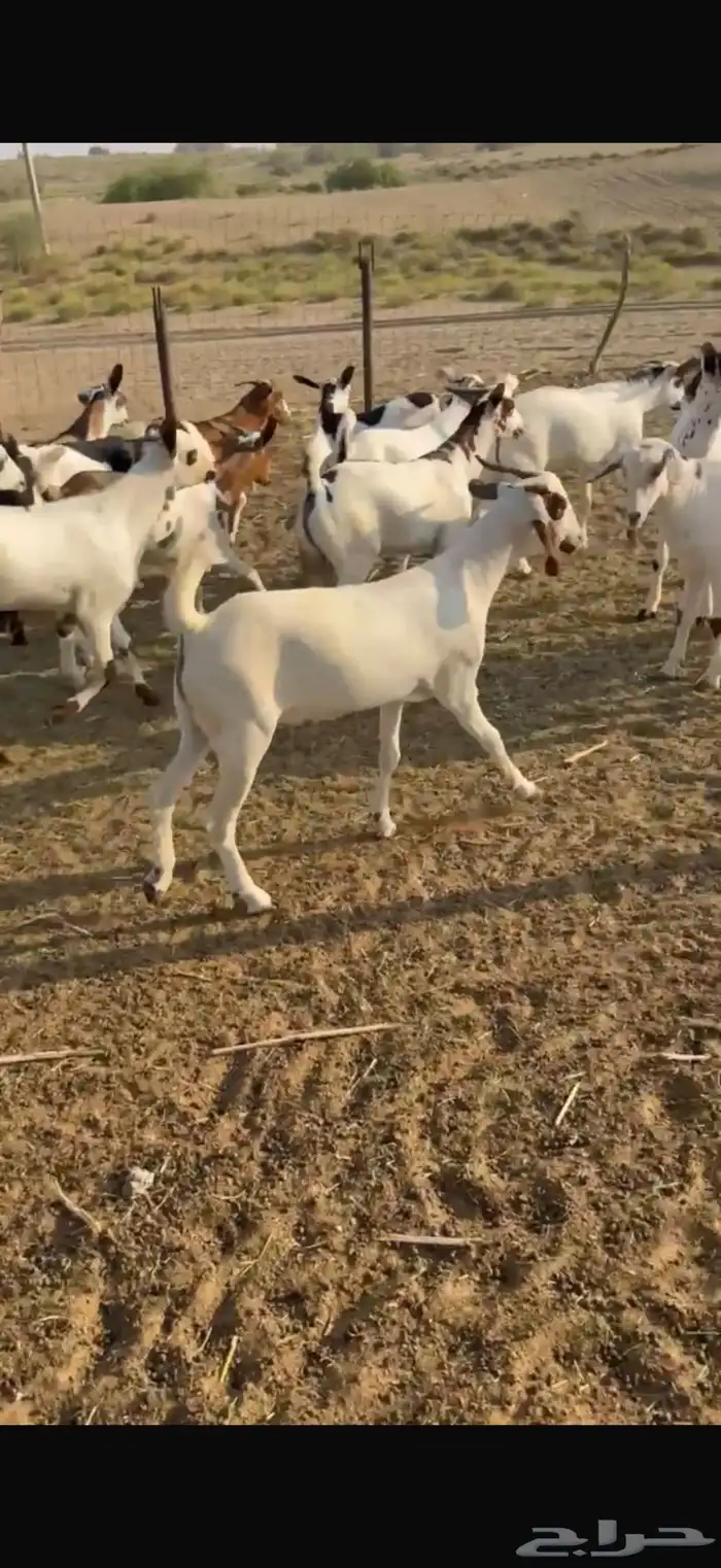 تيوس يمنية تربيه مرابي جذعان كلها طيبه وسمان 1