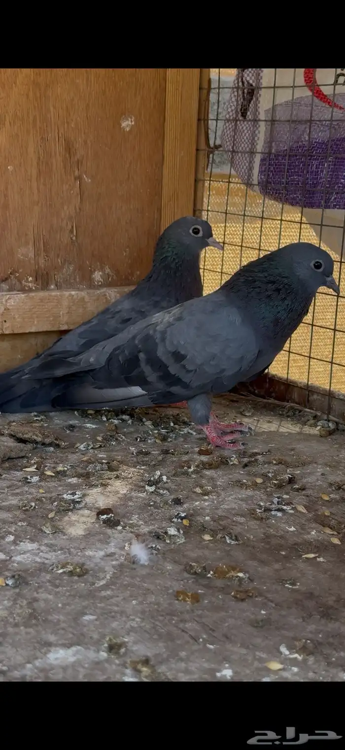 جوز صنعاني 0