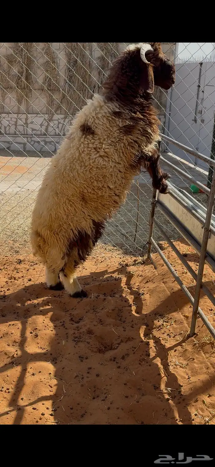 طليان نعيم جذعان بلدي جبرها للمناسبات او الثلاجات 3