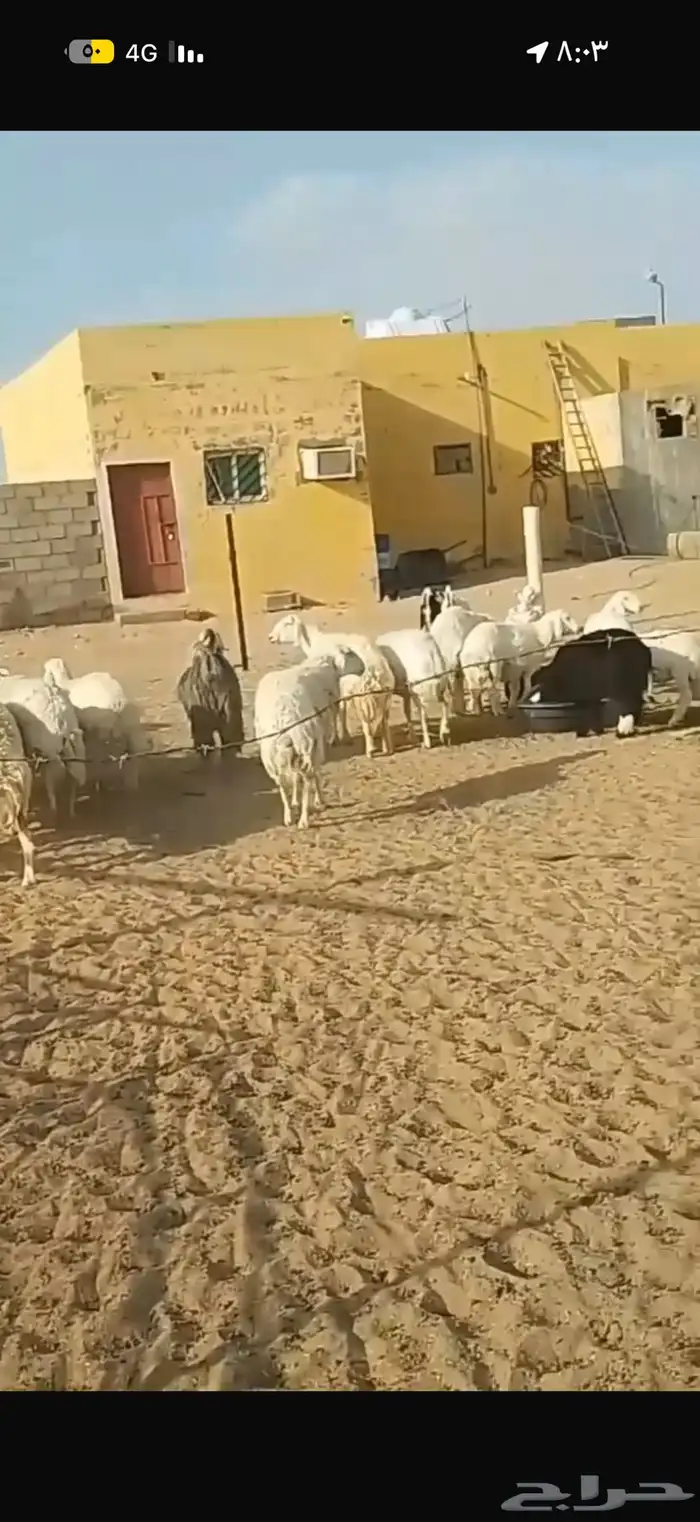 غنم حريات عددها 21 بالفحل فيها دفيع وبعضها توها مقرعه 0