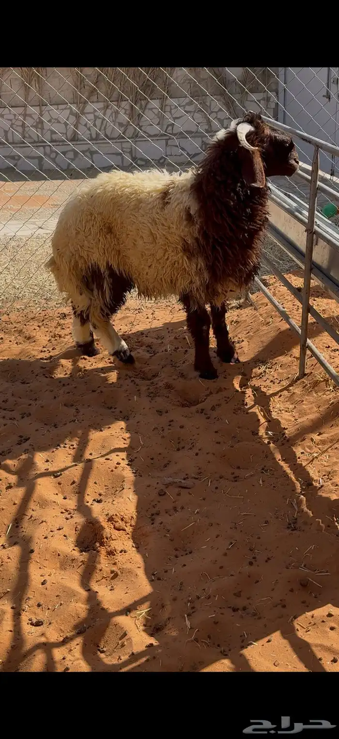 طليان نعيم جذعان بلدي جبرها للمناسبات او الثلاجات 4