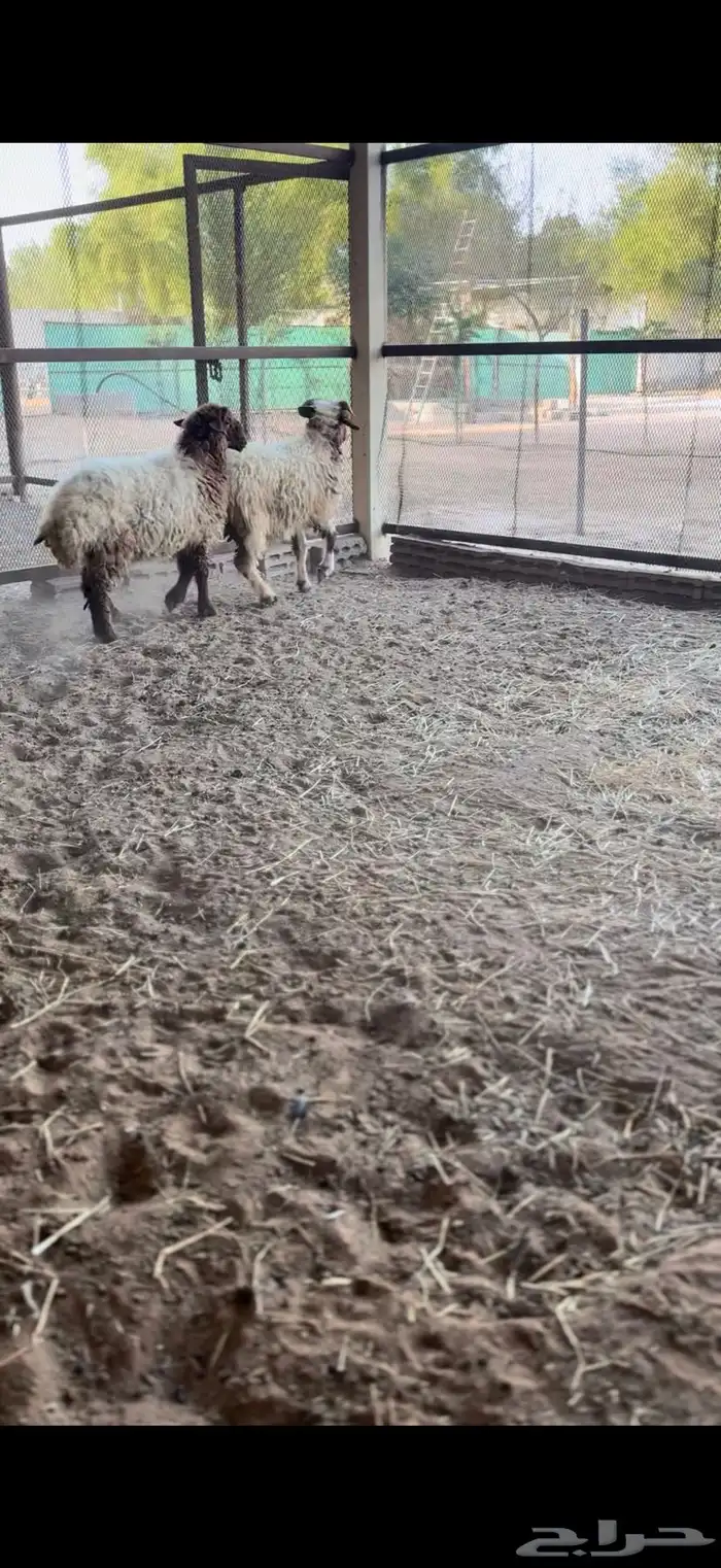 هرافي نعيم 1