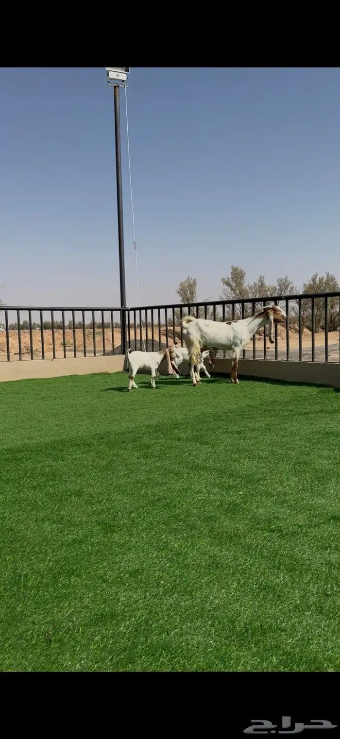 عنز مشروكه معها 3 1