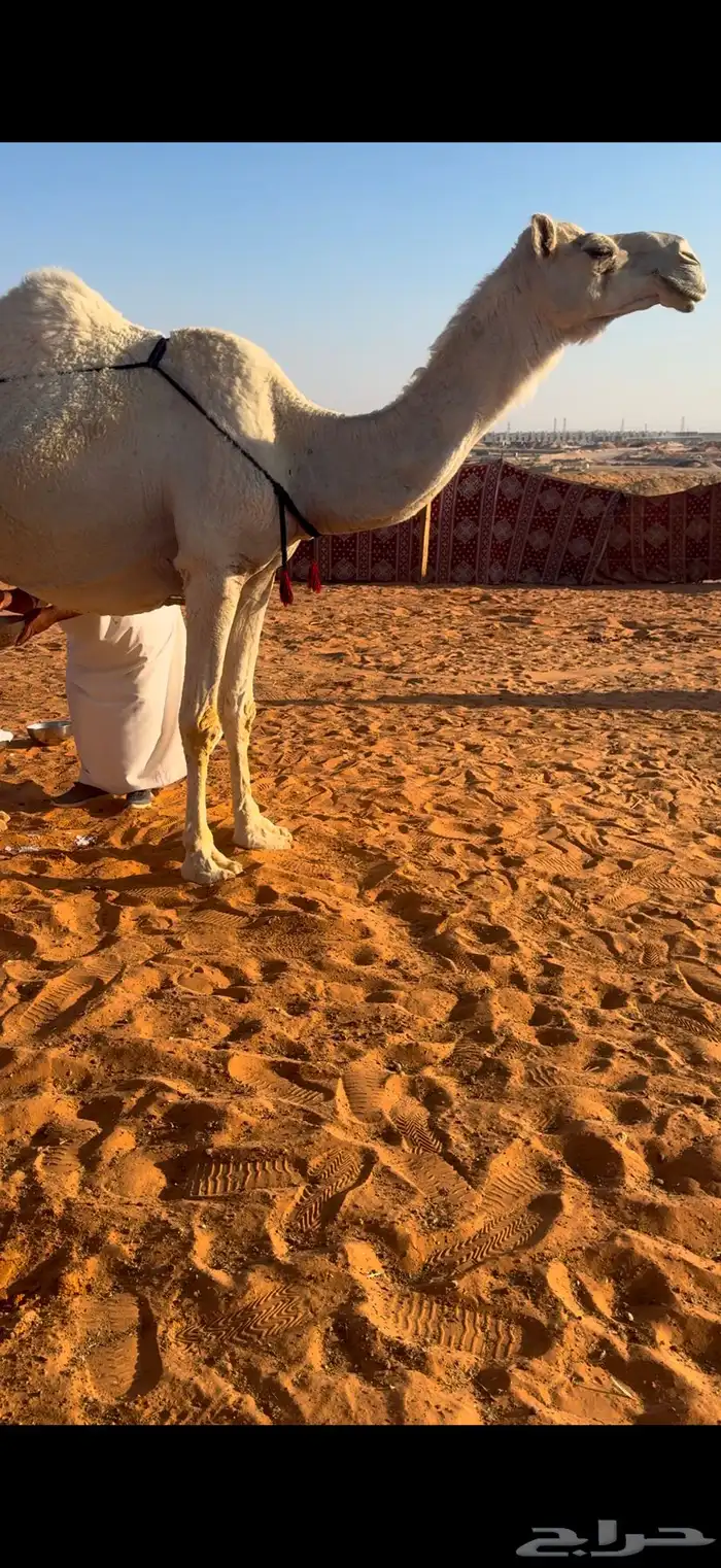 خلفه وضحى حدرها بكره 2