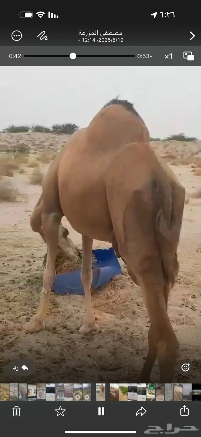 خلفة ساحلية تحتها بكره حمراء 3