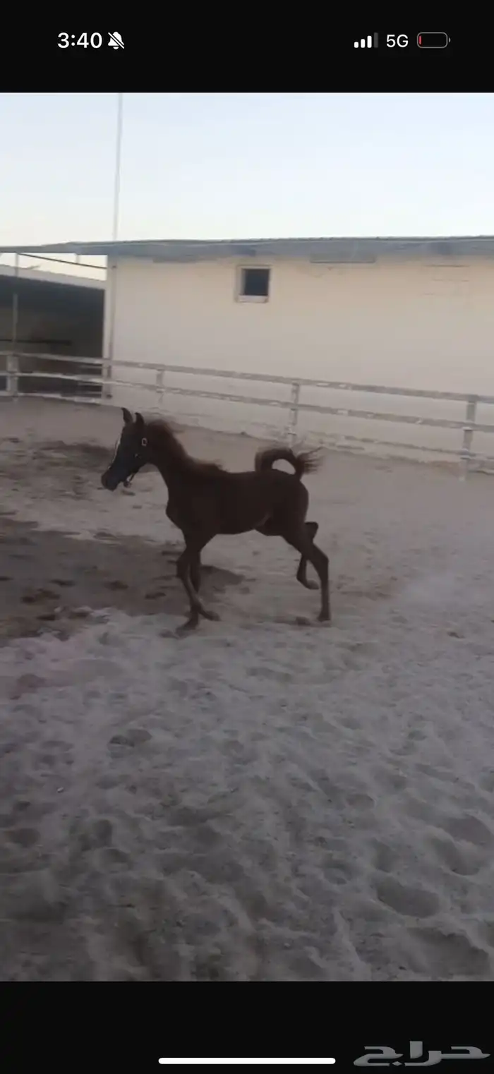 فرس للبيع تحتها مهره 3