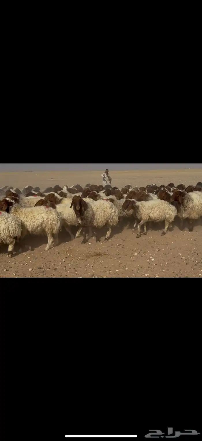 غنم نعيم دفيع 5