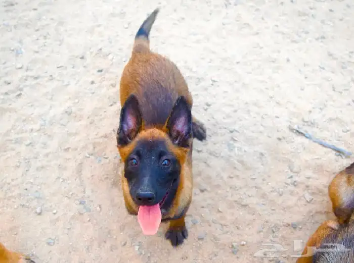 للبيع مالينو للكل جوز وجراويهم 4