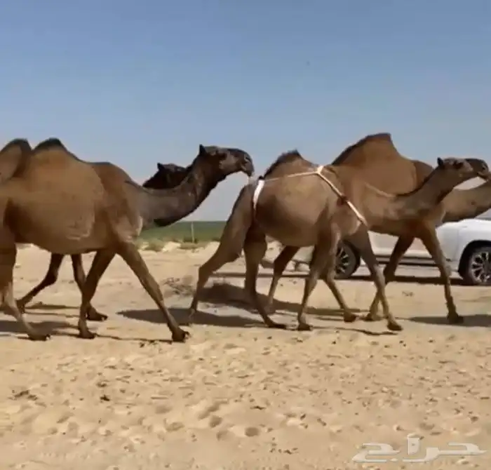 ذود ابل صفر كككفو وطيبه للبيع 2