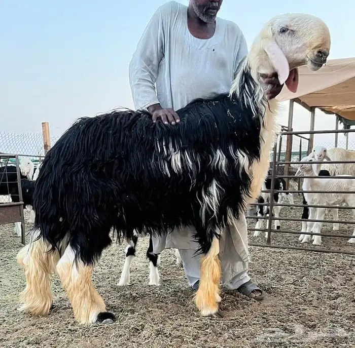 مشروع فحل نجدي 2