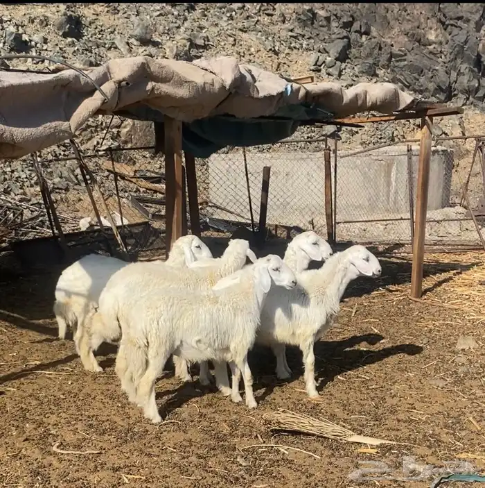 الطليان للبيع 0