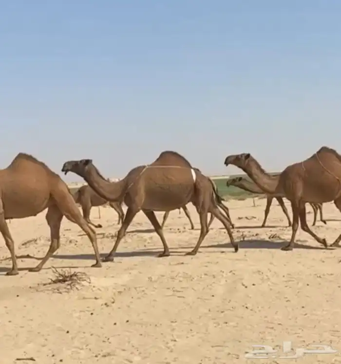 ذود ابل صفر كككفو وطيبه للبيع 11