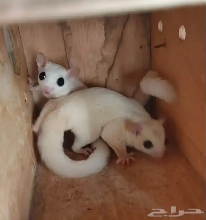 للبيع سنجاب الطائر شوقر قلايدر 0