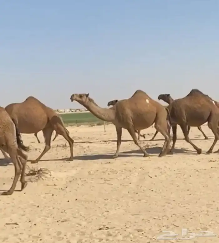 ذود ابل صفر كككفو وطيبه للبيع 3