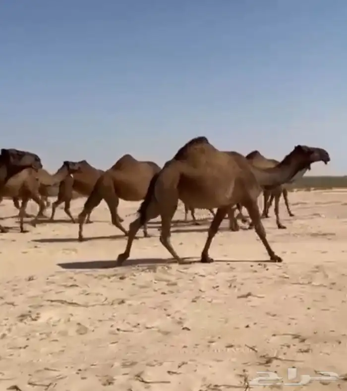 ذود ابل صفر كككفو وطيبه للبيع 13