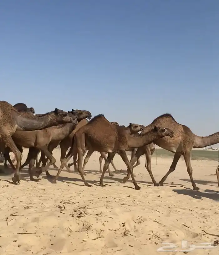 ذود ابل صفر كككفو وطيبه للبيع 12