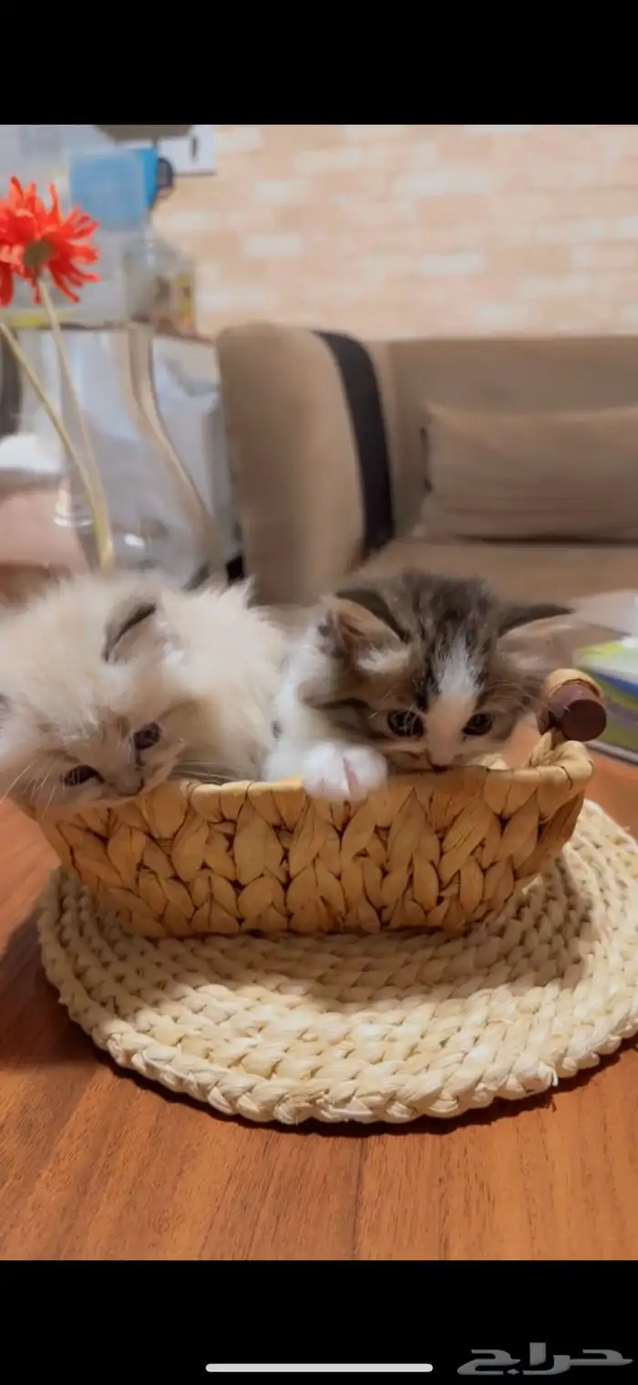 قطه شيرازيه 5