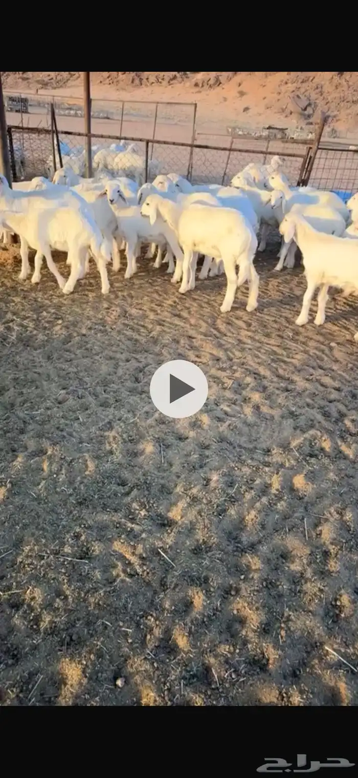 بهم مراح شعره واطراف محصن طاعون 0