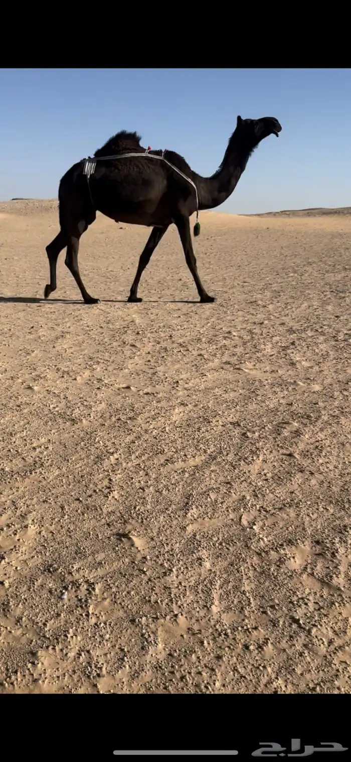 عشرا توه مسحوب حاس 0