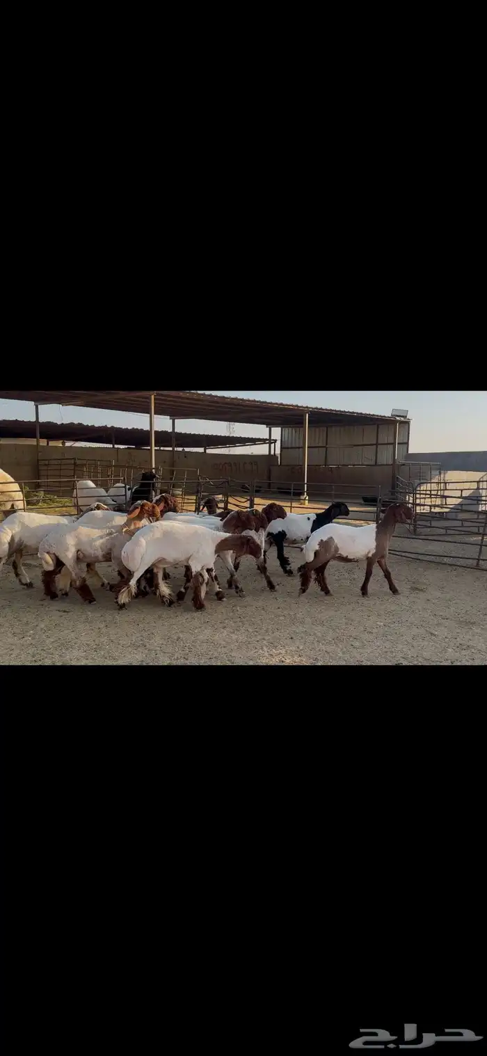 للبيع جذعات فاخره العدد 10 8